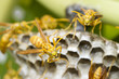 Foto: Guêpes sur leur nid Guêpes sur leur nid