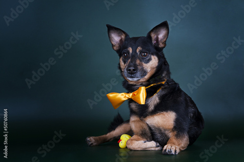 Photo: puppy puppy