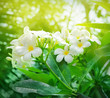 Frangipani flowers