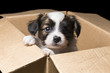 Papillon puppy in a carton box