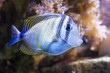 doctorfish, zebrasoma desjardinii