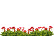 Gänseblümchen freigestellt pink
