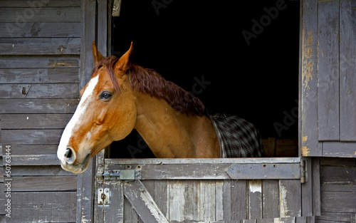 Photo: Horse on stable Horse on stable