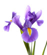 Purple iris flower, isolated on white