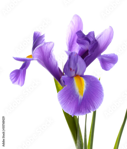 Photo: Purple iris flower, isolated on white Purple iris flower, isolated on white