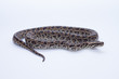 isolated burmese python (molurus bivittatus)