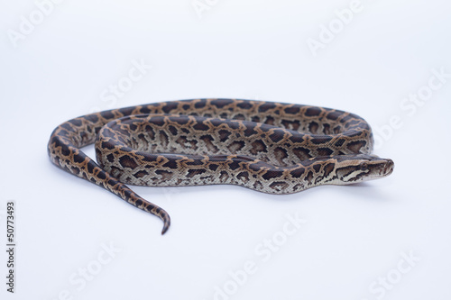 Photo: isolated burmese python (molurus bivittatus) isolated burmese python (molurus bivittatus)