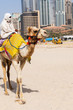 Camel in the city