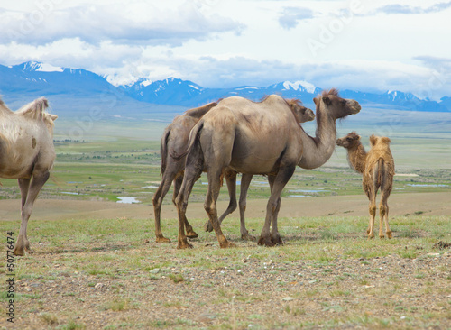 Photo: Bactrian camels Bactrian camels