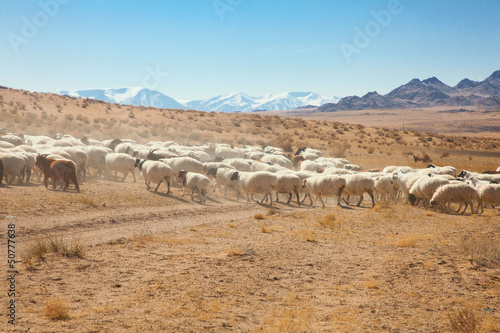 Photo: a flock of sheep on the steppes a flock of sheep on the steppes