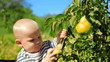 Child ripping off fruit from the tree