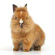 junges Kaninchen