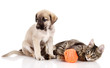 cat plays with a dog. isolated on white