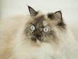 Photo: beautiful perser kitten closeup beautiful perser kitten closeup