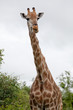 Watching Giraffe