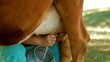 Cow during pasture milking