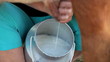 Cow during pasture milking