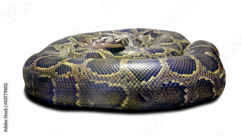 Photo: Python molurus. Isolated over white Python molurus. Isolated over white