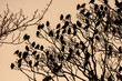 Starlings
