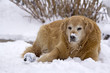 Photo: Dog in snow Dog in snow