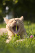 Photo: Cat yawn Cat yawn