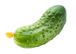 cucumber isolated. with clipping path