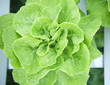fresh and clean hydroponic vegetable