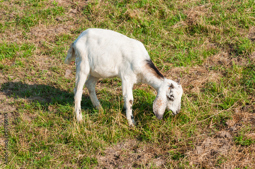 Photo: Young whiter Nubian goat grazing Young whiter Nubian goat grazing