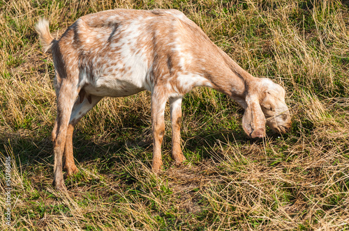 Photo: Grazing Nubian goat Grazing Nubian goat