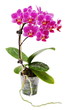 Pink Blooming Orchid in Flower Pot Isolated