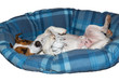 Foto: Relaxter Hund im Körbchen Relaxter Hund im Körbchen