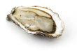 Oyster on white