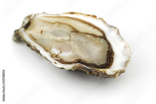 Photo: Oyster on white Oyster on white