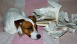 Foto: Jack-Russel-Terrier mit kaputtem Buch Jack-Russel-Terrier mit kaputtem Buch