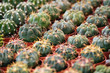 Succulent plants to the flower market, selective focus