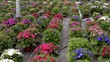 Flowers slider