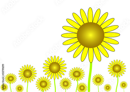 Vector: The yellow sunflower illustrated on the white background The yellow sunflower illustrated on the white background