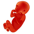 Embryo on a white background.Vector