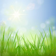 Sommerwiese