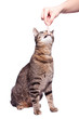 Katze füttern