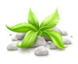 plant with green leaves in stones isolated on white