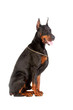 Sitting doberman dog isolated on white