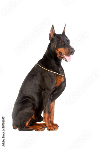 Photo: Sitting doberman dog isolated on white Sitting doberman dog isolated on white