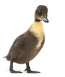 Black duck