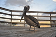 Brown pelican in Ponce (Puerto Rico)