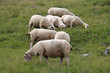 moutons