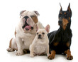 three dogs