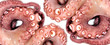 Texturas de pulpo.