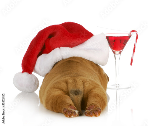 Photo: christmas puppy christmas puppy