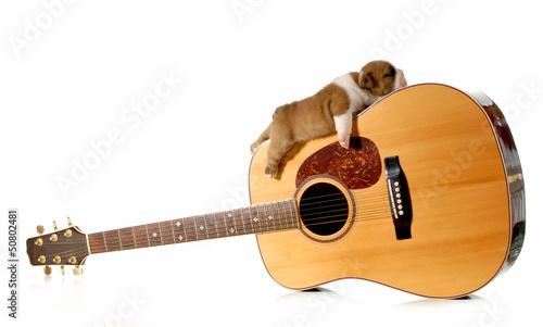 Photo: puppy sleeping on a guitar puppy sleeping on a guitar